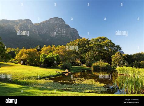 botanischer garten kirstenbosch fotos|1,033 Kirstenbosch Botanic Gardens Stock Photos